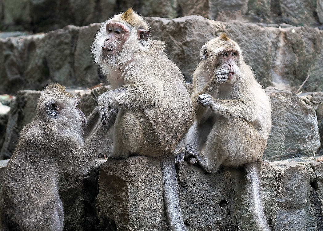 IMG_2195-01-Singes Vanille.jpg